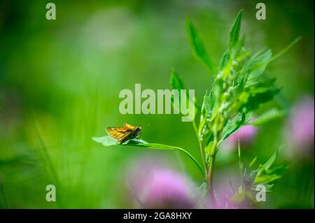 Close-up of a tiny cute butterfly (Thymelicus lineola) perching on a grass. Beautiful blurred background, nice colorful bokeh. Summer, nice soft light Stock Photo