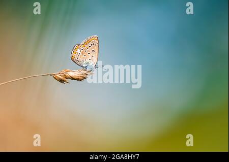 Close-up of a tiny cute  common blue butterfly (Polyommatus icarus)  perching on a grass. Beautiful blurred background, nice colorful bokeh. Summer, n Stock Photo