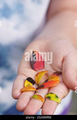 Girl holding small leaves with different colours in her hand. Stock Photo