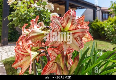 Hippeastrum Amaryllis red white flowers in the garden Stock Photo