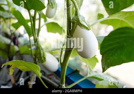 Eggplant grows in a greenhouse. Fresh organic eggplant aubergine. Growing fresh vegetables in a greenhouse Stock Photo