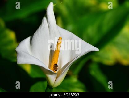 Close up view of Honey Bee on Calla Lily or Arum lily (Zantedeschia aethiopica) Stock Photo