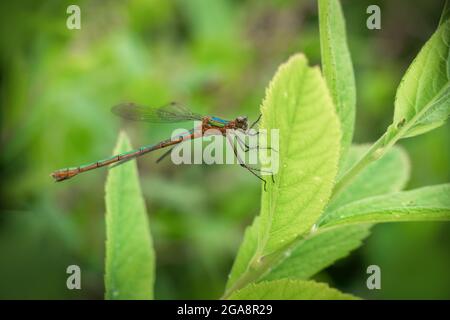 Emerald damselfly aka Lestes sponsa Stock Photo - Alamy
