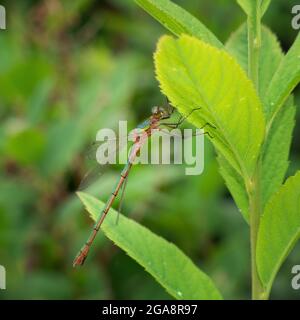 Emerald damselfly aka Lestes sponsa Stock Photo - Alamy