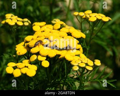 Hover fly feeding on a yellow Tansy flower. Stock Photo