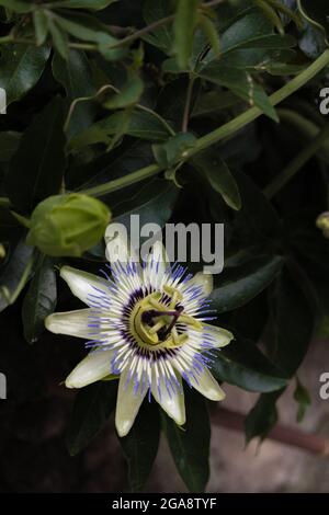 Passion flowers with green leaves in the background Stock Photo