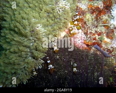 Squat Shrimp (Thor Amboinensis) and an anemone in the filipino sea 22.11.2015 Stock Photo