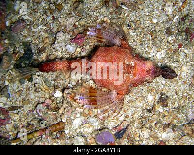 Unknown red fish on the ground in the filipino sea 16.11.2015 Stock Photo