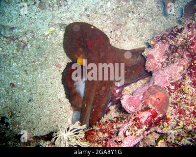 Common Octopus (Octopus Vulgaris) on the ground in the filipino sea 22.10.2015 Stock Photo