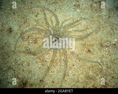 Flower Tube Anemone (Ceriantus) on the ground in the filipino sea 11.12.2013 Stock Photo