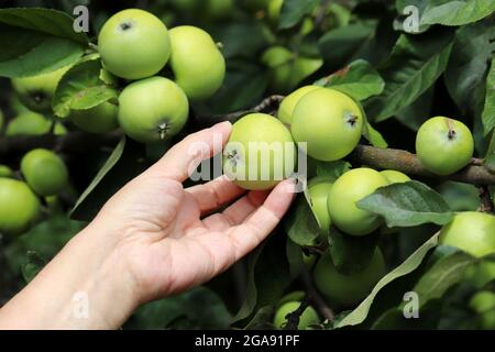 Green apples on a branch and female hand close up. Woman picking up fruit from the tree in a summer garden Stock Photo