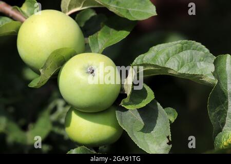 Green apples growing on a tree in summer garden. Ripening fruits hanging on branch with leaves in sunny day Stock Photo