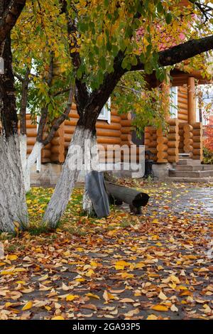 Backyard with fallen leaves. Garden with garden trees and falling yellow leaves at log house on bright autumn da Stock Photo