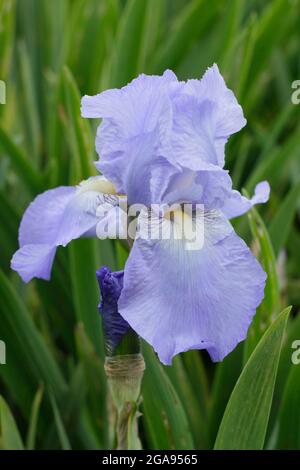 Light blue blooms of Iris 'Jane Phillips', a tall bearded iris. UK Stock Photo