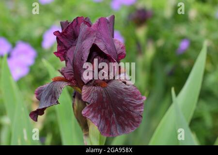 Deep maroon flowers of Iris 'Langport Wren' an intermediate bearded iris. UK Stock Photo