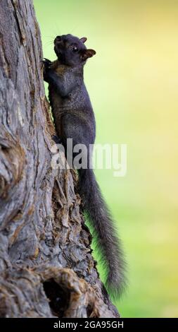 Color morphed Eastern Gray Squirrel climbing on tree. Santa Clara County, California, USA. Stock Photo