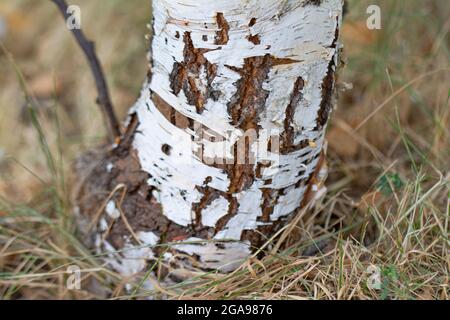birch bark pattern with black birch stripes on white birch bark and with birch bark wood texture in dry grass Stock Photo