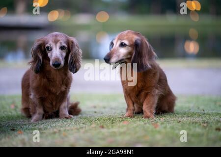 Closeup shot of cute long-haired brown Dachshunds sitting in a grass Stock Photo