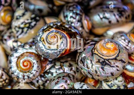 Colourful pearlescent South African Rong Snail conch shells at the Shell Shop in St Ives, Cornwall, UK Stock Photo