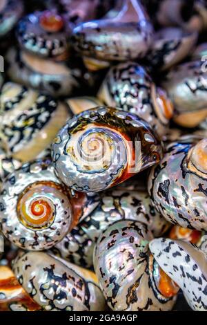 Colourful pearlescent South African Rong Snail conch shells at the Shell Shop in St Ives, Cornwall, UK Stock Photo