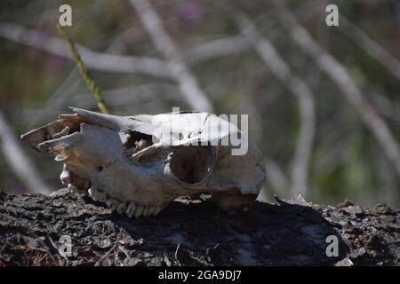 A deer skull on a log in Wyoming Stock Photo
