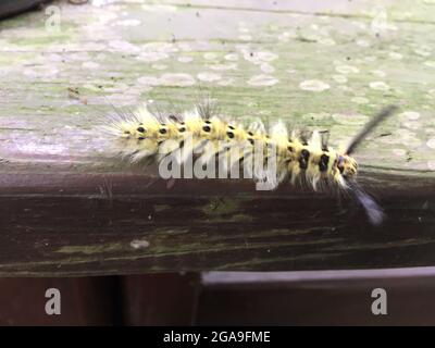 A fuzzy caterpillar in the forest in Taiwan Stock Photo