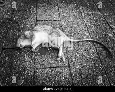Dead rat on the street Stock Photo