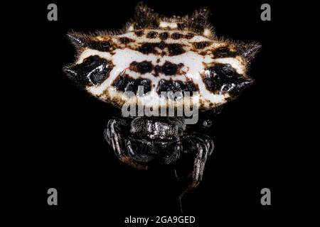 Adult Spinybacked Orbweaver of the species Gasteracantha cancriformis Stock Photo