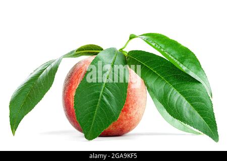 Ripe velvet peach fruit in a peel with green leaves, fresh whole noctarine agricultural fruit with a green leaf isolated on a white background. Stock Photo