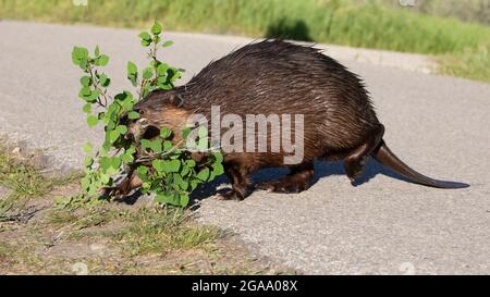 Female beaver crossing a path carrying a Trembling Aspen tree branch back to her lodge in Fish Creek Provincial Park, an urban natural area Stock Photo
