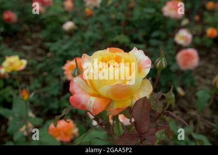 Yellow Orange Striped Rose Flowers Stock Photo