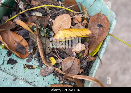 Close up shot of dirt, dust, and dry leaves collected in old green plastic dustpan. Selective focus at scoop with braches and pile of fallen brown Stock Photo