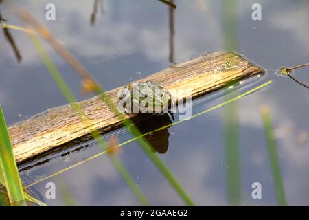 The common frog, Rana temporaria, sitting on a wooden board in the pond with blue sky reflection. Stock Photo