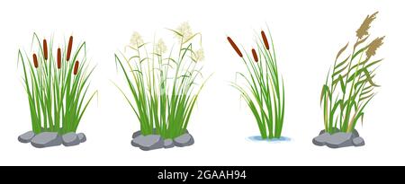 Set of cane and reeds in the green grass. Swamp and river plants. Vector flat illustration Stock Vector