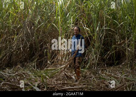 Portrait of a worker as he is harvesting sugarcane at a plantation area managed by Tasikmadu Sugar Factory in Karanganyar, Central Java, Indonesia. Stock Photo
