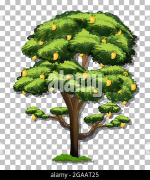 Mango tree on transparent background illustration Stock Vector