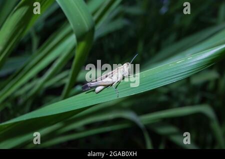 macro photo of grasshopper on a green grass Stock Photo