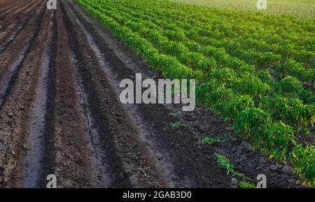 Rows of pepper plantation in a farm field. Industrial growing vegetables on open ground. Agroindustry. Farming agriculture. Agronomy. Cultivated crop. Stock Photo