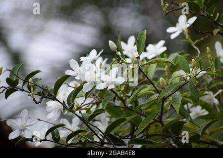 Wrightia antidysenterica, the coral swirl, is a flowering plant in the ...