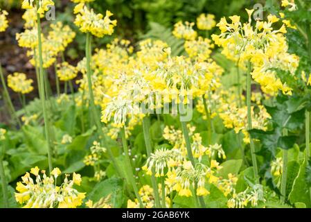 Yellow flowered Primula florindae Stock Photo