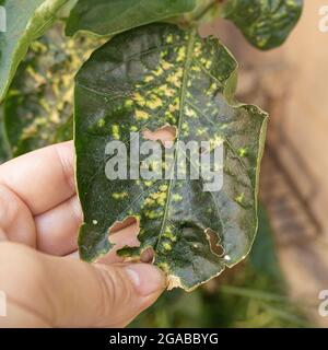 diseased pepper plant, with worms in leaves. Spoiled Sick Garden Pepper Leaf Stock Photo