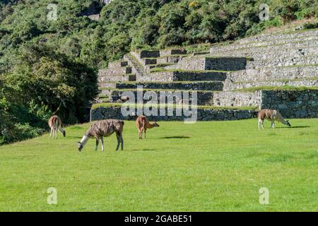 Llamas grazing at former agricultural terraces of Machu Picchu ruins, Peru Stock Photo