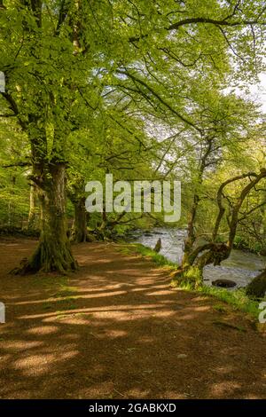 Beech trees and bluebell woods on the banks of the river Afon Dwyfor at Llanystumdwy Wales. Stock Photo