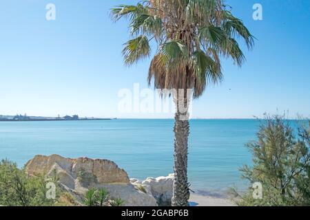 Palm tree enters rocks on Rompidillo beach in Rota, Cadiz, Andalusia, Spain Stock Photo