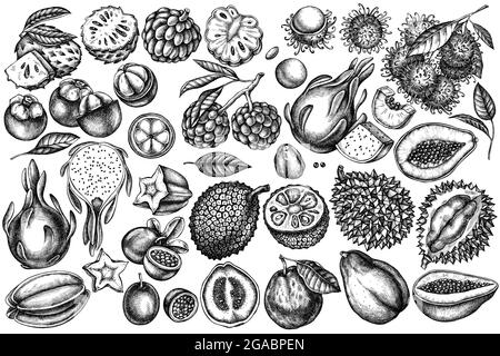 Vector set of hand drawn black and white papaya, guava, passion fruit, starfruit, durian, rambutan, pitaya, jackfruit, sugar-apple, soursop Stock Vector