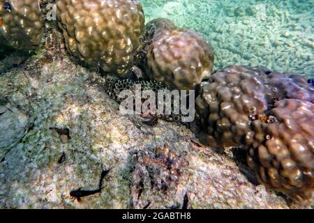 Epinephelus quoyanus, Koh Tao, Thailand Stock Photo