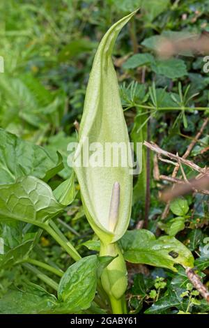 Arum maculatum, also known as Cuckoo Pint, Cuckoo-pint or Lords-and-Ladies flowering, Devon, UK. Stock Photo