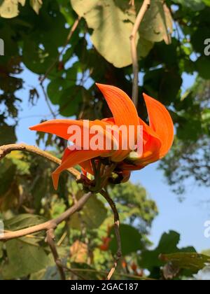 Palash Flower Tree Butea Monosperma Or Palash Flower Beautiful Orange Flower Blooming In Summer In Tropical Climate Stock Photo Alamy