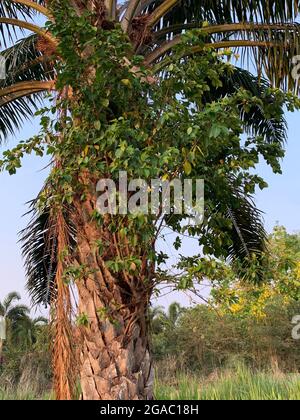Palm tree covered with parasitic plant, outdoor in palm tree garden Stock Photo