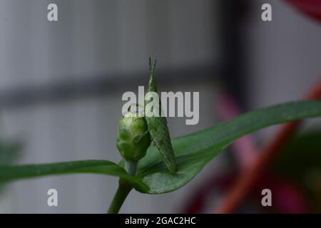 green cricket sucking honey on the green flower bud Stock Photo